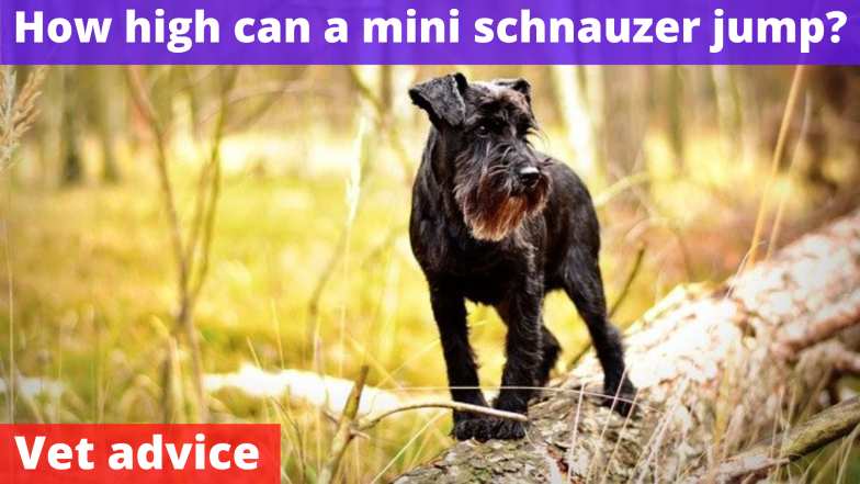 How high can a mini schnauzer jump?