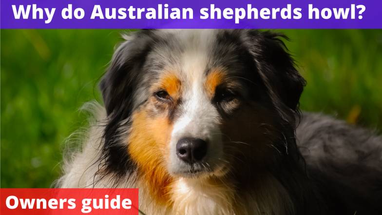 Why do Australian shepherds howl