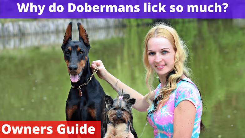 Why do Dobermans lick so much