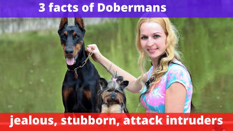 3 facts of Dobermans