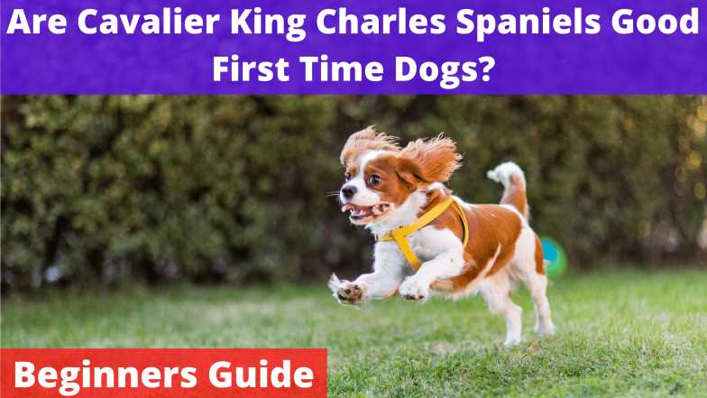 Are-Cavalier-King-Charles-Spaniels-Good-First-Time-Dogs