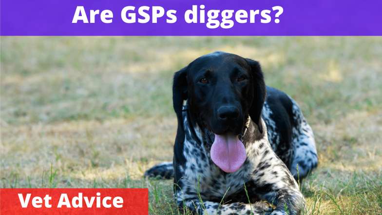 Are german shorthaired pointers diggers