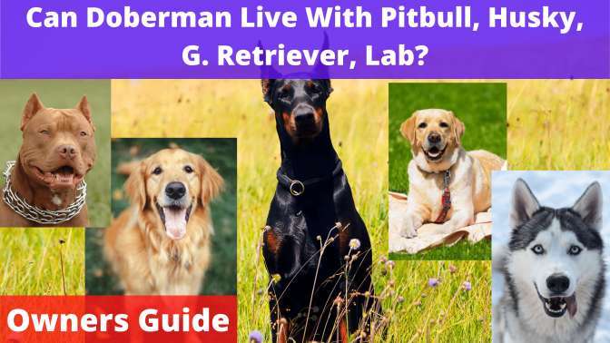 Can Doberman Live With