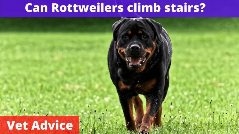 Can Rottweilers climb stairs?