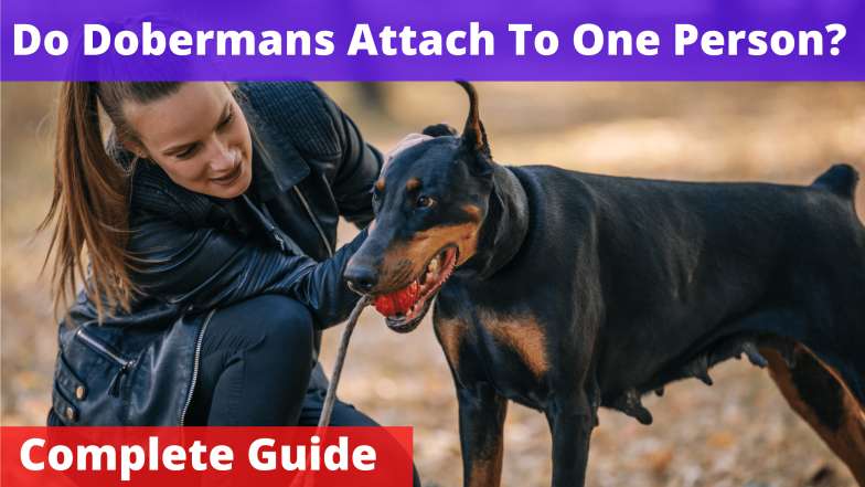 Do Dobermans Attach To One Person