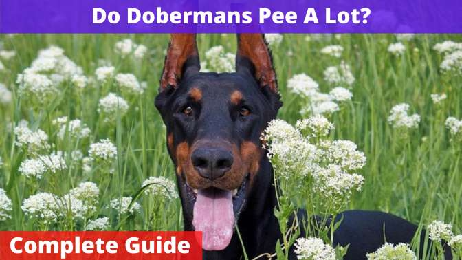Do Dobermans Pee A Lot