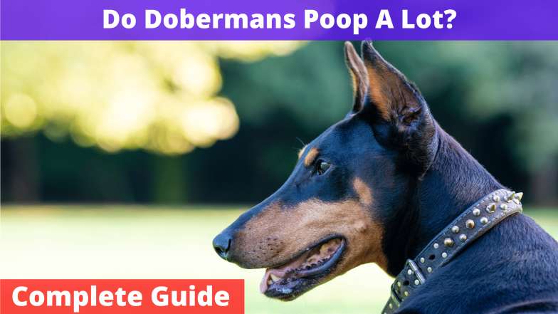 Do Dobermans Poop A Lot