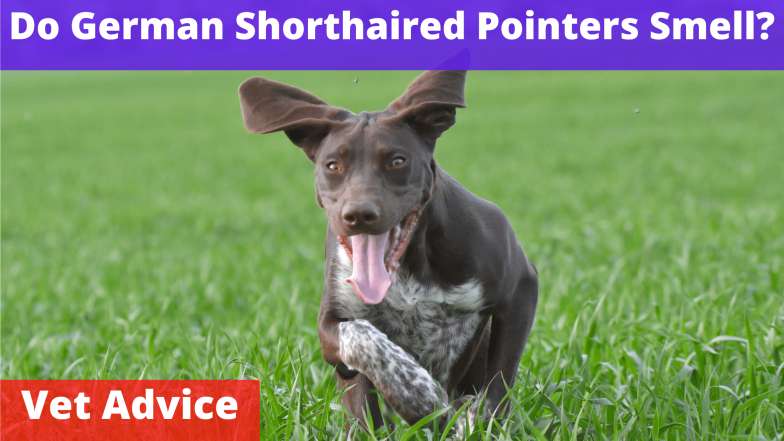 Do German Shorthaired Pointers Smell