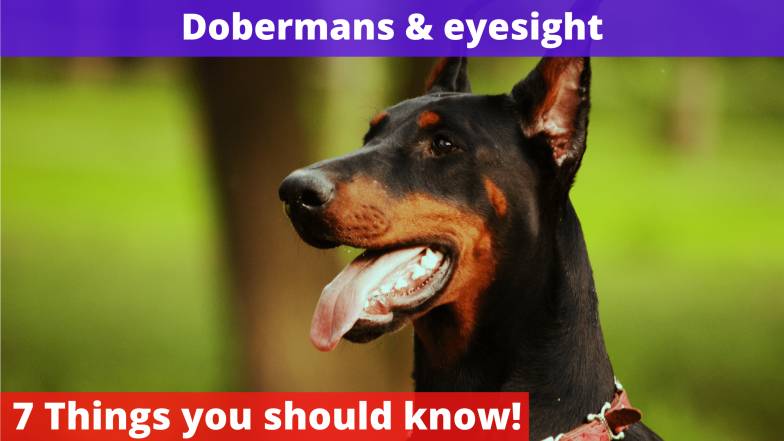 Dobermans & eyesight
