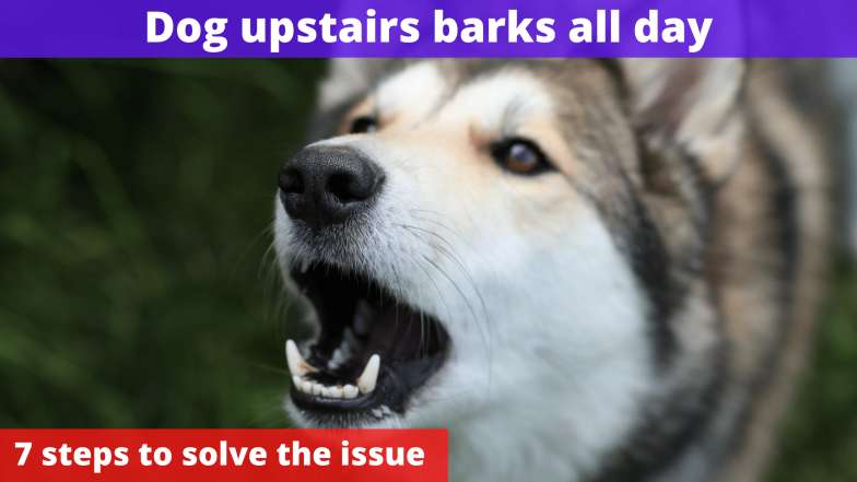 Dog upstairs barks all day