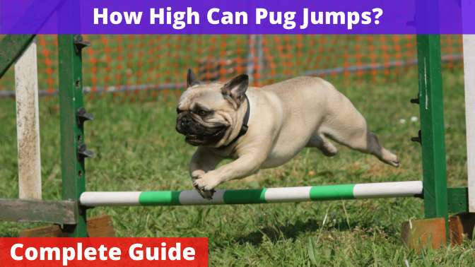 How High Can Pugs Jump?