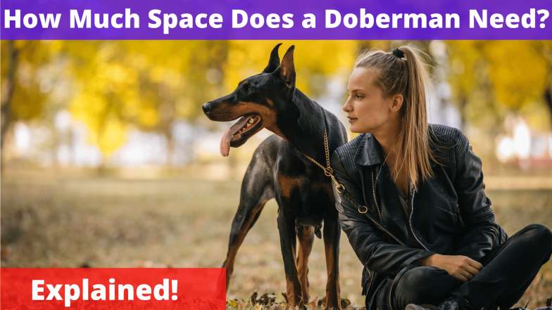 How Much Space Does a Doberman Need?