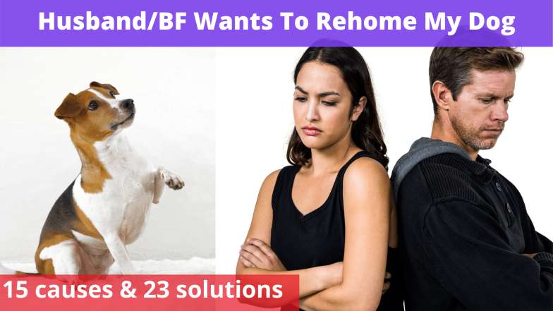 Husband Wants To Rehome My Dog