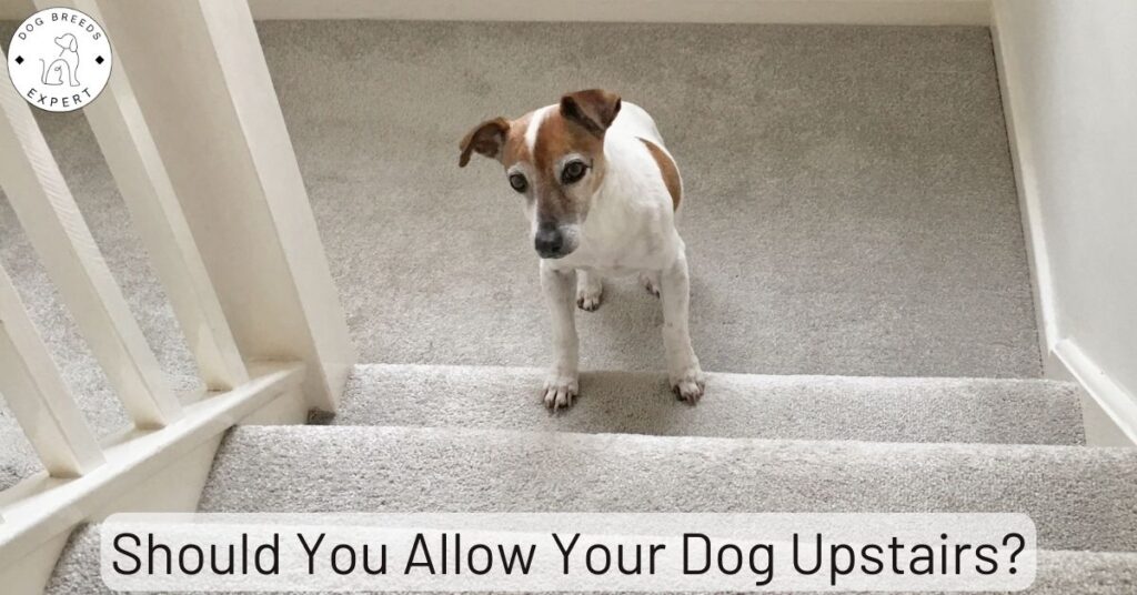 Should You Allow Your Dog Upstairs