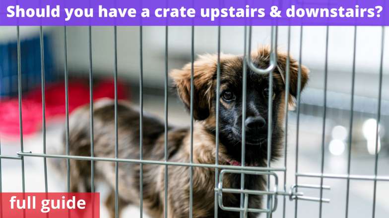 Should you have a crate upstairs & downstairs
