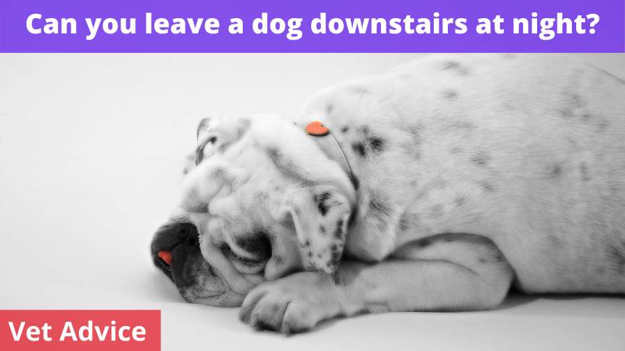 Can you leave a dog downstairs at night