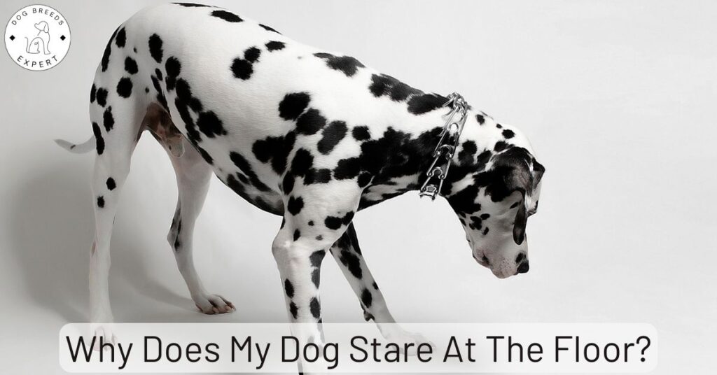 Why Does My Dog Stare At The Floor?