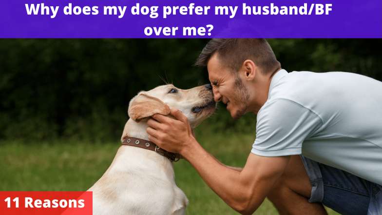 Why does my dog prefer my husband/BF over me