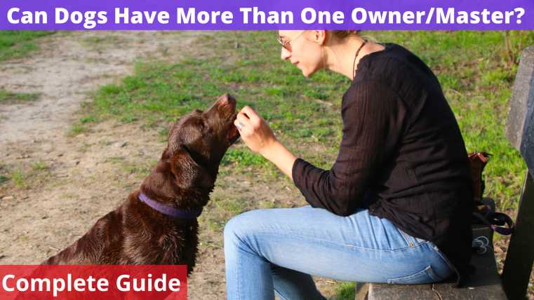 Can Dogs Have More Than One Owner