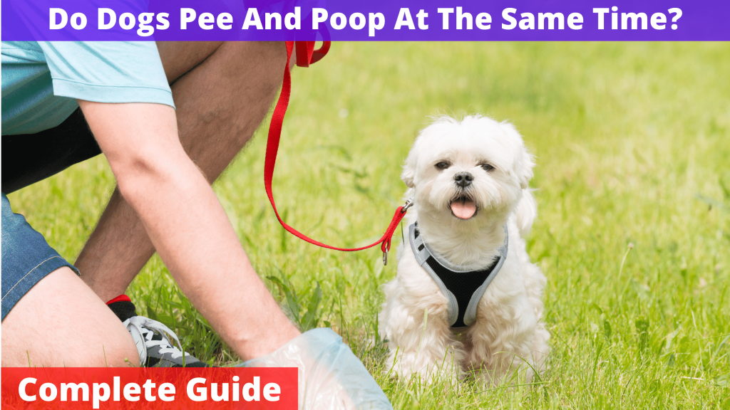 Do Dogs Pee And Poop At The Same Time