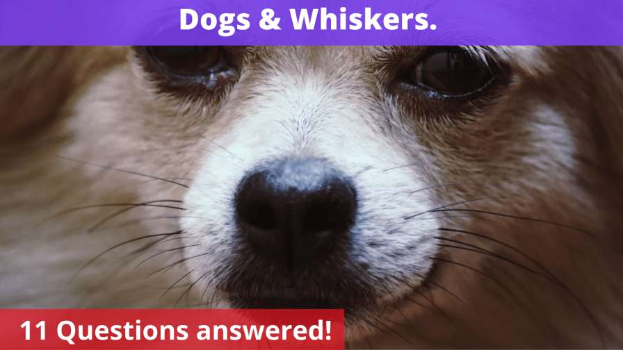 Dogs & Whiskers.