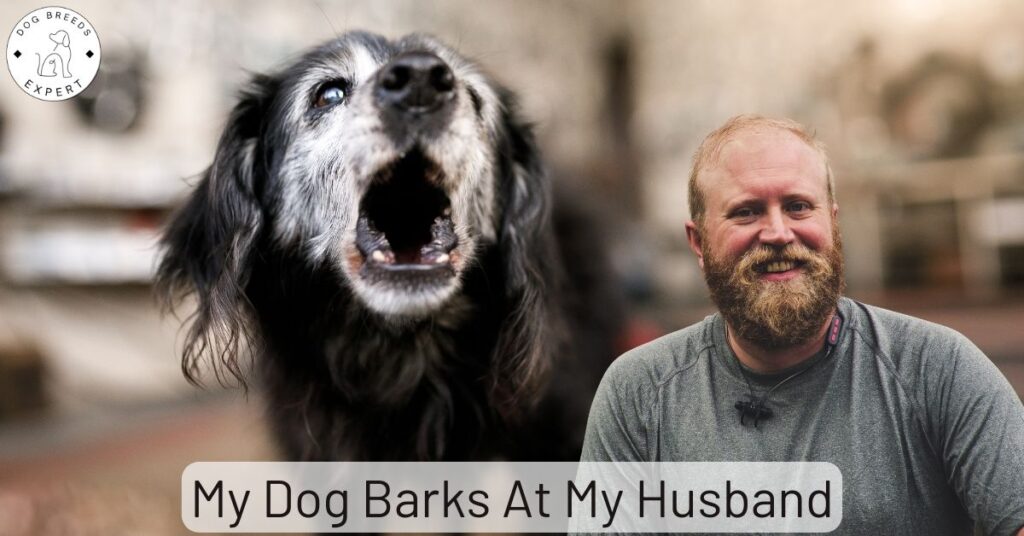 My Dog Barks At My Husband