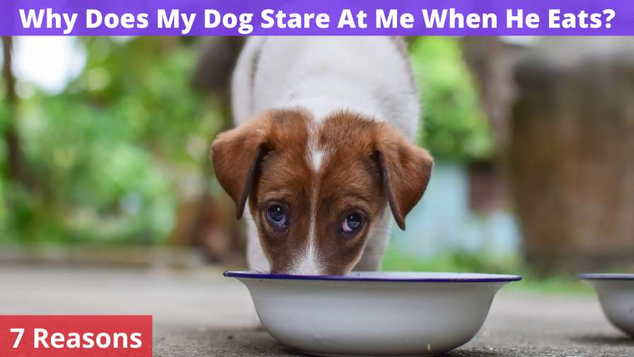 Why Does My Dog Stare At Me When He Eats