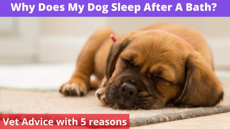 Why Does My Dog Sleep After A Bath