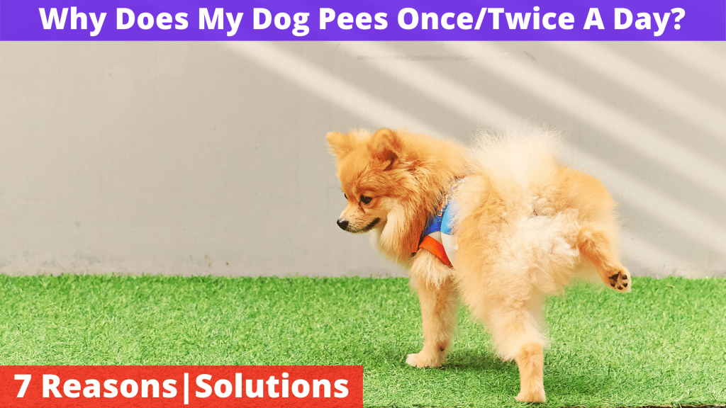 Why Does My Dog Pee Once Twice A Day