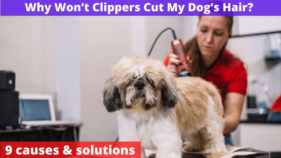 Why Won't Clippers Cut My Dog's Hair?