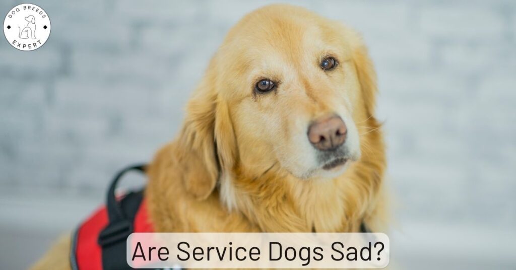 Are Service Dogs Sad?