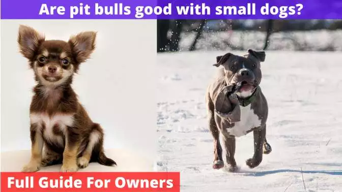 Are pit bulls good with small dogs