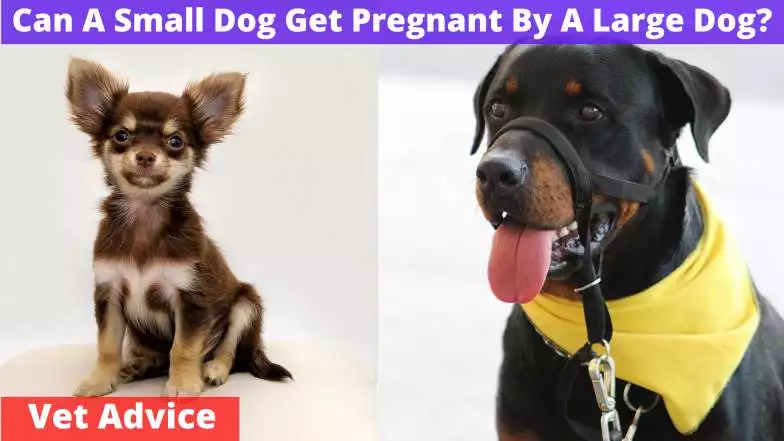 Can A Small Dog Get Pregnant By A Large Dog