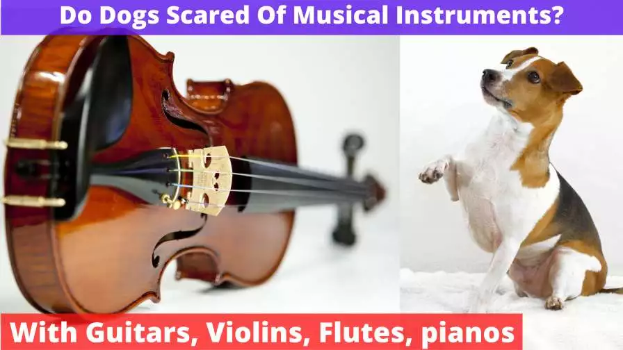 Do Dogs Scared Of Musical Instruments