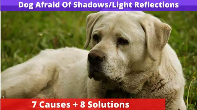 Dog Afraid Of Shadows