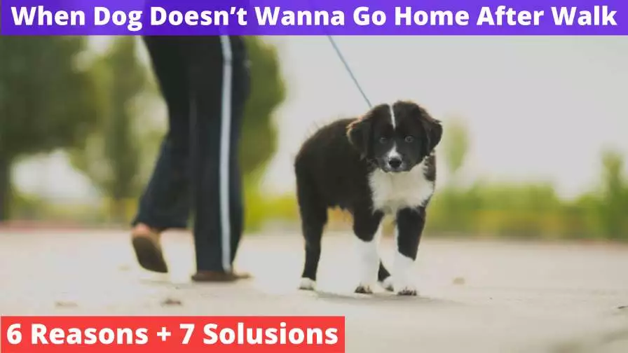 Dog Doesn't Wanna Go Home After Walk