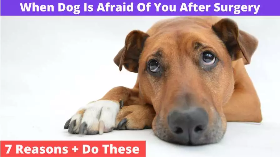 Dog Is Afraid Of me After Surgery