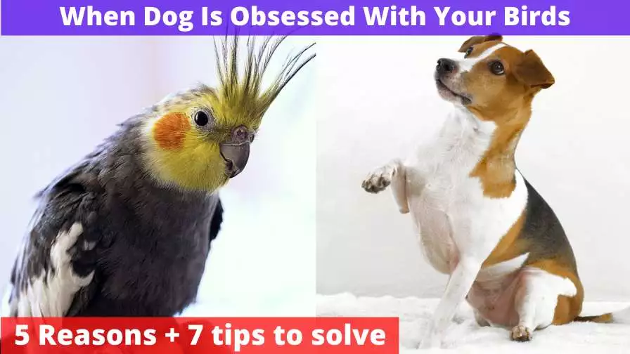 Dog Is Obsessed With Your Bird