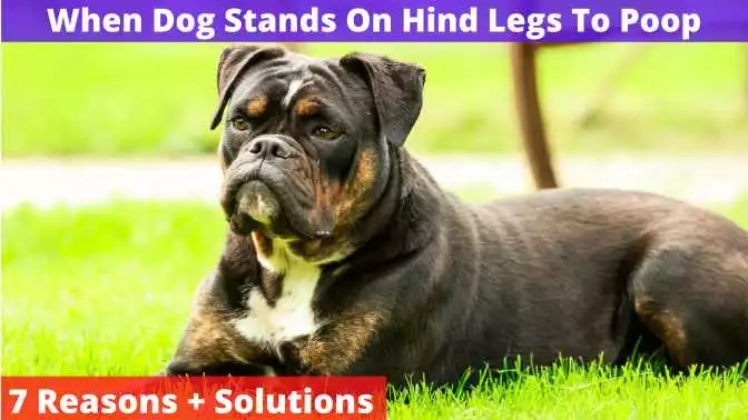 Dog Stands On Hind Legs To Poop