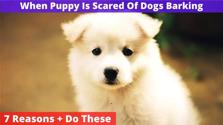 When Puppy Is Scared Of Dogs Barking