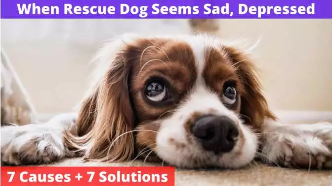 When Rescue Dog Seems Sad, Depressed