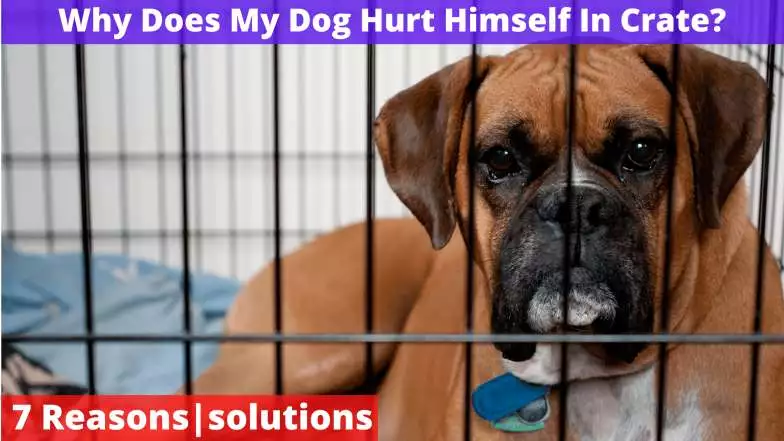 Why Does My Dog Hurt Himself In Crate