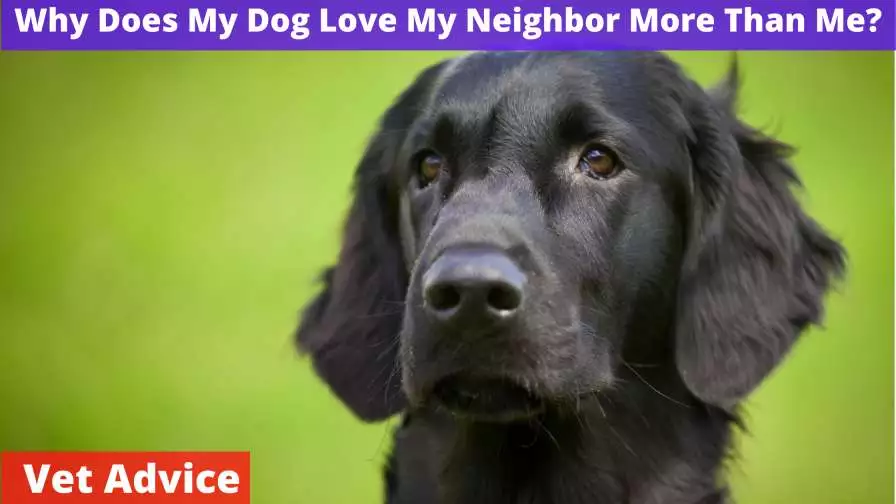 Why Does My Dog Love My Neighbor More Than Me