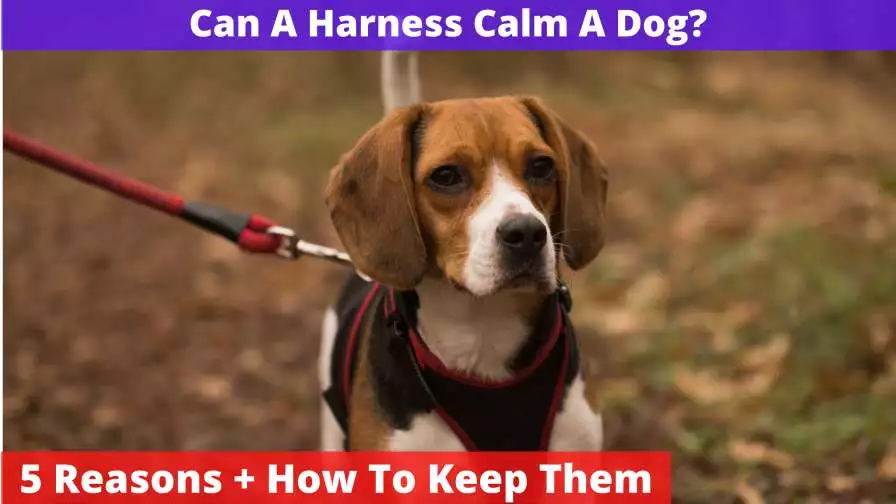 can a harness calm a dog