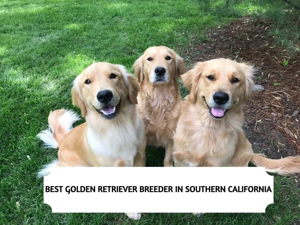 Golden Retriever Breeders in Southern California (2025) – Top 3 Picks