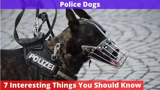 police dog