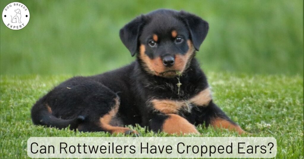 Can Rottweilers Have Cropped Ears