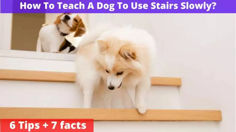 How To Teach A Dog To Use Stairs Slowly