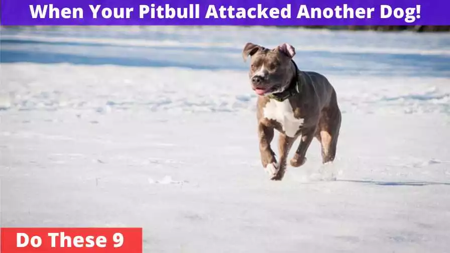 Pitbull Attacked Another Dog