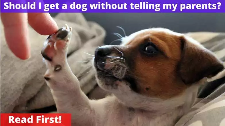 Should I Get A Dog Without Telling My Parents